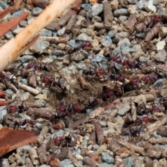 Iridomyrmex purpureus at Tharwa, ACT - 18 Feb 2020 12:29 PM