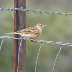 Anthus australis (Australian Pipit) at Gordon, ACT - 18 Feb 2020 by RodDeb