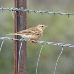 Anthus australis (Australian Pipit) at Gordon, ACT - 18 Feb 2020 by RodDeb