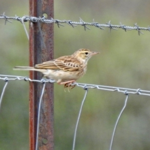 Anthus australis at Gordon, ACT - 18 Feb 2020