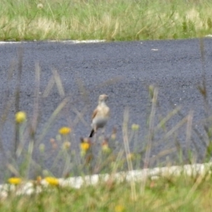 Anthus australis at Gordon, ACT - 18 Feb 2020