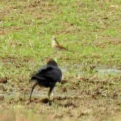 Anthus australis at Gordon, ACT - 18 Feb 2020