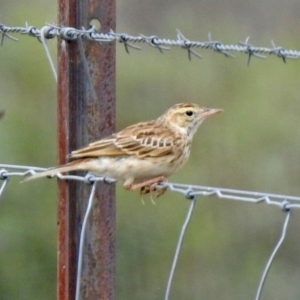 Anthus australis at Gordon, ACT - 18 Feb 2020