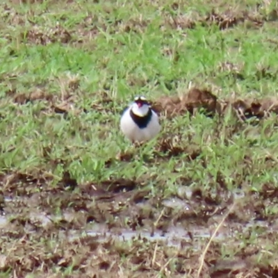 Charadrius melanops (Black-fronted Dotterel) at Gordon, ACT - 18 Feb 2020 by RodDeb