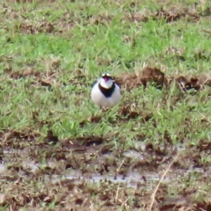 Charadrius melanops at Gordon, ACT - 18 Feb 2020