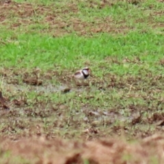 Charadrius melanops at Gordon, ACT - 18 Feb 2020