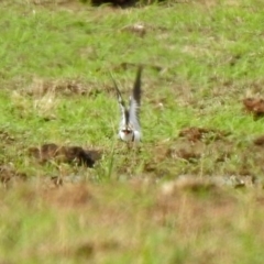 Charadrius melanops at Gordon, ACT - 18 Feb 2020