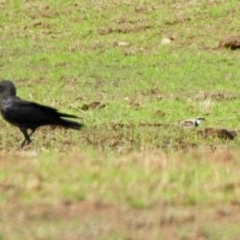 Charadrius melanops at Gordon, ACT - 18 Feb 2020