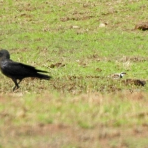 Charadrius melanops at Gordon, ACT - 18 Feb 2020 11:36 AM