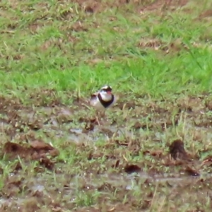 Charadrius melanops at Gordon, ACT - 18 Feb 2020