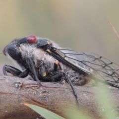 Psaltoda moerens (Redeye cicada) at Gigerline Nature Reserve - 15 Dec 2019 by michaelb