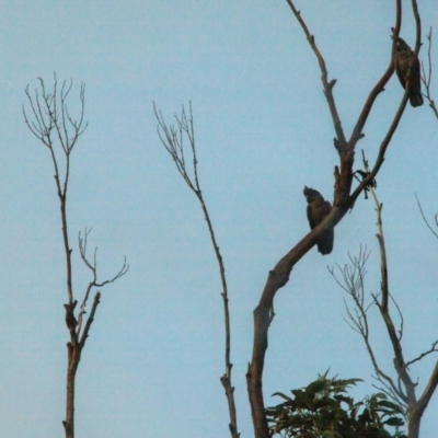 Callocephalon fimbriatum (Gang-gang Cockatoo) at Guerilla Bay, NSW - 19 Feb 2020 by Inga