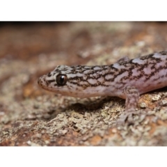 Christinus marmoratus (Southern Marbled Gecko) at Mount Ainslie - 18 Feb 2020 by kdm