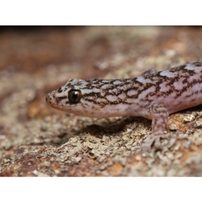 Christinus marmoratus (Southern Marbled Gecko) at Ainslie, ACT - 18 Feb 2020 by kdm