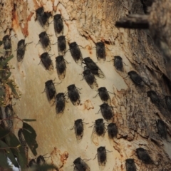 Psaltoda moerens (Redeye cicada) at Tennent, ACT - 15 Dec 2019 by michaelb