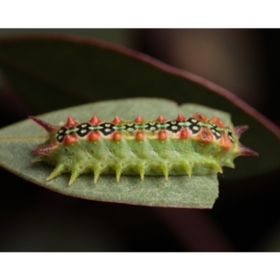 Doratifera quadriguttata and casta (Four-spotted Cup Moth) at Mount Ainslie - 18 Feb 2020 by kdm