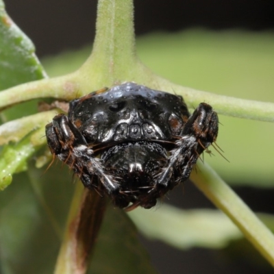 Arkys sp. (genus) (An Ambush, Bird-dropping or Triangular Spider) at ANBG - 17 Feb 2020 by TimL