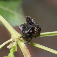 Arkys sp. (genus) at Hackett, ACT - 18 Feb 2020