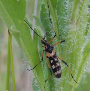 Gynoplistia (Gynoplistia) bella at Tharwa, ACT - 19 Dec 2019