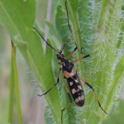 Gynoplistia (Gynoplistia) bella (A crane fly) at Tharwa, ACT - 19 Dec 2019 by michaelb