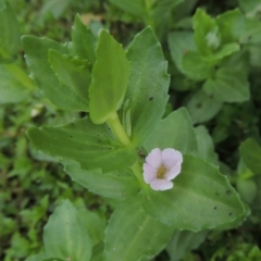 Gratiola peruviana (Australian Brooklime) at Point Hut to Tharwa - 19 Dec 2019 by michaelb