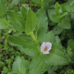 Gratiola peruviana at Tharwa, ACT - 19 Dec 2019 08:27 PM