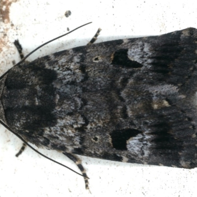 Thoracolopha flexirena (Zoned Noctuid) at Ainslie, ACT - 16 Feb 2020 by jb2602