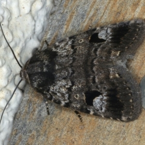 Thoracolopha flexirena at Ainslie, ACT - 16 Feb 2020 10:30 PM