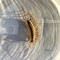 Scutigeridae (family) (A scutigerid centipede) at Yass River, NSW - 19 Feb 2020 by SueMcIntyre