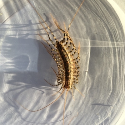 Scutigeridae (family) (A scutigerid centipede) at Gang Gang at Yass River - 18 Feb 2020 by SueMcIntyre