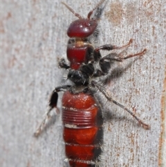 Tiphiidae (family) (Unidentified Smooth flower wasp) at ANBG - 18 Feb 2020 by TimL