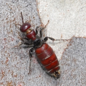 Tiphiidae (family) at Acton, ACT - 18 Feb 2020