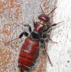 Tiphiidae (family) at Acton, ACT - 18 Feb 2020