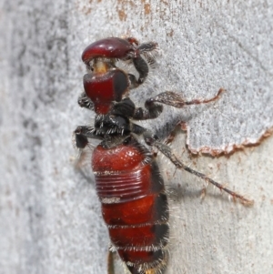 Tiphiidae (family) at Acton, ACT - 18 Feb 2020