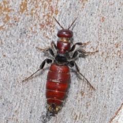 Tiphiidae (family) at Acton, ACT - 18 Feb 2020