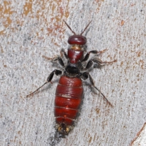 Tiphiidae (family) at Acton, ACT - 18 Feb 2020