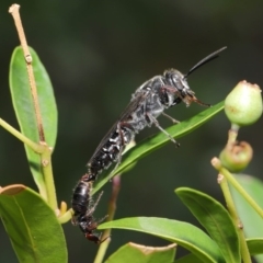 Tiphiidae (family) (Unidentified Smooth flower wasp) at ANBG - 18 Feb 2020 by TimL