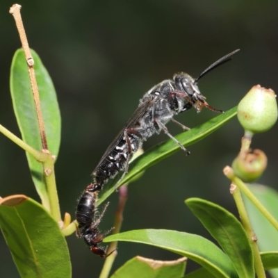 Tiphiidae (family) (Unidentified Smooth flower wasp) at Hackett, ACT - 18 Feb 2020 by TimL