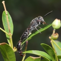 Tiphiidae sp. (family) (Unidentified Smooth flower wasp) at Hackett, ACT - 18 Feb 2020 by TimL