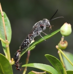 Tiphiidae sp. (family) at Hackett, ACT - 18 Feb 2020