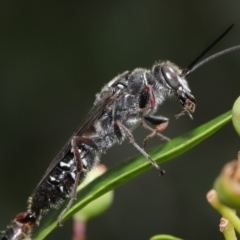 Tiphiidae sp. (family) at Hackett, ACT - 18 Feb 2020