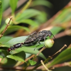 Tiphiidae sp. (family) at Hackett, ACT - 18 Feb 2020