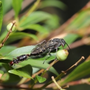 Tiphiidae (family) at Hackett, ACT - 18 Feb 2020