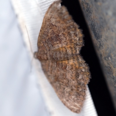 Chrysolarentia bichromata (Two-toned Carpet) at Cotter River, ACT - 7 Feb 2019 by ibaird