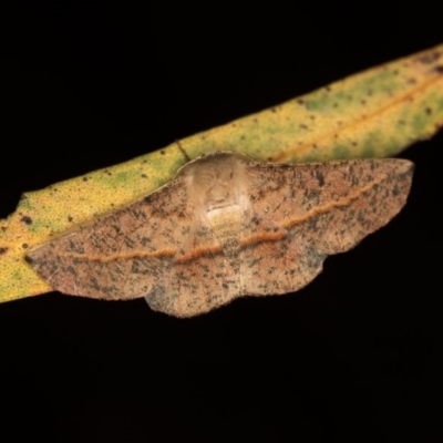 Antictenia punctunculus (A geometer moth) at Melba, ACT - 30 Dec 2018 by Bron