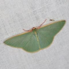 Chlorocoma dichloraria (Guenee's or Double-fringed Emerald) at Tidbinbilla Nature Reserve - 9 May 2018 by ibaird