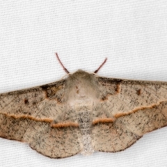 Antictenia punctunculus (A geometer moth) at Hackett, ACT - 24 Jan 2018 by Bron