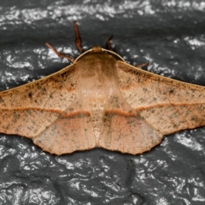 Antictenia punctunculus at Melba, ACT - 5 Jan 2013 11:49 PM