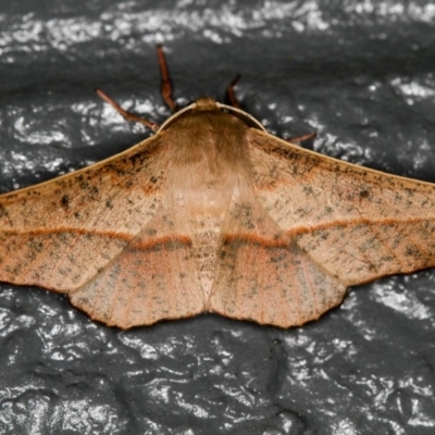 Antictenia punctunculus (A geometer moth) at Melba, ACT - 5 Jan 2013 by Bron
