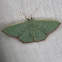 Prasinocyma semicrocea (Common Gum Emerald moth) at Cotter River, ACT - 7 Feb 2019 by ibaird